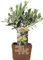 Olivenbaum im Tontopf 20 cm - Beste Qualität, Olivenbaum in Terrakotta-Topf für Garten & Balkon