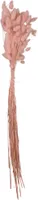 Trockenblume - Hasenschwänzchen Lagurus - ca. 60 cm - rosa