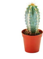 Pilosocereus azureus - stredne velká rastlina v 8,5cm hrnci