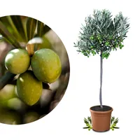 Meine Orangerie Olivenbaum Mezzo - echter Olivenbaum - 80 bis 100 cm - Olea Europaea - Olive Tree - Fruchtreifes Stämmchen in Gärtnerqualität