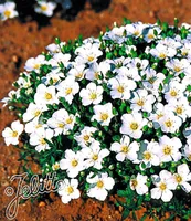 BALDUR-Garten Bodendecker winterharte Bergsandblume, 3 Pflanzen Arenaria montana Sandkraut Steingarten, Polsterstaude, Bodendecker, winterharte Stauden mehrjährig, blühend
