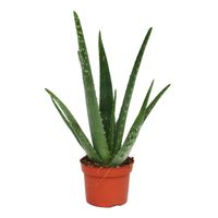 Echte Aloe Vera,medizinisch,ca sehr üppige Pflanzen im 17er Topf 60cm 