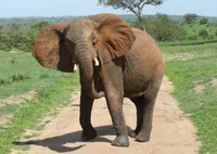 3 D Ansichtskarte Elefant, Postkarte Wackelkarte Hologrammkarte Elefanten