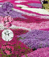 BALDUR Garten Winterharter Bodendecker Phlox-Stauden "Flowers of the Sea", 4er Pflanzen-Mix, Polsterphlox Polster-Flammenblume Polsterstauden Teppichphlox mehrjährig, Phlox subulata, trockenresistent