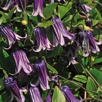 Clematis Rooguchi 1L