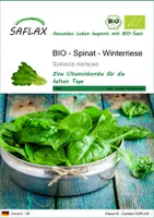 SAFLAX -- Spinat - Winterriese - 250 Samen - Spinacia oleracea