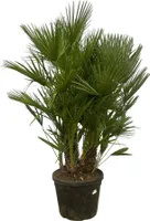 Trendyplants - Chamaerops Humilis vícekmenná - Zakrslá palma - Zahradní rostlina - Výška 170-190 cm - Velikost květináče Ø45cm