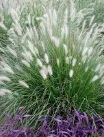 1 x Pennisetum alopecuroides 1 Liter (Ziergras/Gräser/Stauden/Mehrjährig/Winterhart) Lampenputzergras - sehr Pflegeleicht - Stauden Gänge