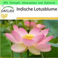 SAFLAX Garden to go - Indische Lotusblume - Nelumbo nucifera   - 8 Samen - Mit Topf, Klima - Deckel und Anzuchtsubstrat