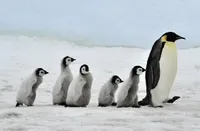 3 D Ansichtskarte Pinguine, Postkarte Wackelkarte Hologrammkarte Tiere Tier Pinguin