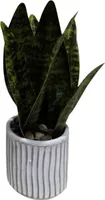 Sanseviera HOMLA 20 cm