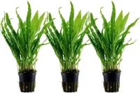 Aquarium Pflanze 3 Stück Microsorum pteropus  Wasserpflanze Tropica Nr.308 Set