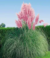 BALDURGarten Rotes Liebesgras Purpur Kaufland.de