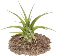 Tillandsia brachycaulos multiflora - lose Pflanze gross