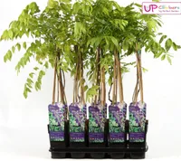 Wisteria sinensis 'Prolific' - Modrá dešťová popínavá rostlina - Ø15cm - Výška 65cm - Rychle rostoucí