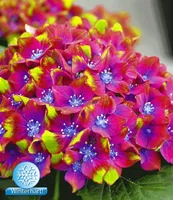 BALDUR Garten Freiland-Hortensien 'SAXON® Schloss Wackerbarth', 1 Pflanze, Hydrangea macrophylla Gartenhortensie winterhart, pflegeleicht, für Standort im Schatten geeignet, blühend