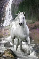 Langrish, Bob - Poster - Weißes Pferd