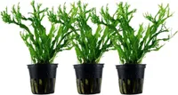 Aquarium Pflanze 3 Stück Microsorum pteropus 'Windelov' AquaOne Nr.308B Set