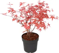 Klon japoński - Acer palmatum 'Beni Maiko' - Wysokość 60-70cm - ⌀19cm