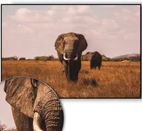 Golden Posters Foto Poster Elefant (70x50cm)