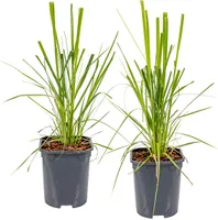 2x Cortaderia 'Pumila' - Pampasgras - Ziergräser - Winterhart - ⌀13 cm - ↕20-30 cm