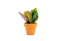 Gardners Codiaeum mix, priemer 6 cm