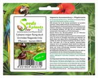 5x Caleana major flying duck Orchidee fliegende Ente Pflanzen - Samen B843