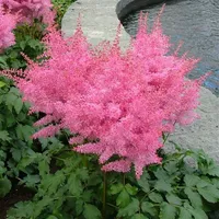 1 x Astilbe arendsii 'Astary Rose' (Winterhart/Stauden) Prachtspiere - Stauden Gänge