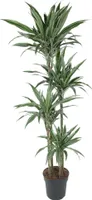 Everyplants Dracaena Warneckei - 190 cm, Ø 27 cm