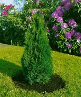 Thuja occidentalis 'Holmstrup', Lebensbaum, 30–40 cm