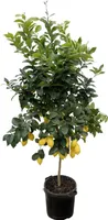 Zitronenbaum - Zitrusfrucht Zitrone - 200cm - ø40cm