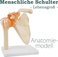 Anatomie Skelett Modell Menschliche Lebensgroß Anatomie Schultermodell Anatomisches Knochen Modell der Menschlichen Schulter mit Bändern Ligamenten MedMod