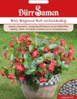Begonia X benariensis BIG F1 Rot Grünlaubig