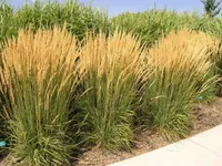 1 x Calamagrostis acutiflora 'Karl Förster' / Reitgras 1 Liter PERFEKT als HECKE (Ziergras/Gräser/Stauden) - Stauden Gänge