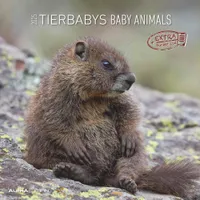 Tierbabys 2025 - Broschürenkalender 30x30 cm (30x60 geöffnet) - Kalender mit Platz für Notizen - Baby Animals - Bildkalender - Wandplaner - Alpha Edition