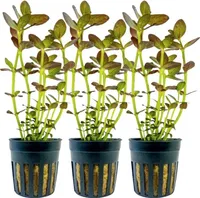 Aquarium Pflanze 3 Stück Bacopa salzmannii purple Wasserpflanzen AquaOne Nr.343B