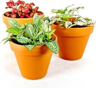 Gardners Fittonia mix, priemer 9 cm