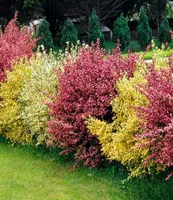 BALDUR Garten Ginster-Hecke Tricolor, 3 Pflanzen Cytisus praecox winterhart Heckenpflanzen, trockenresistent, pflegeleicht, Wasserbedarf gering, blühend