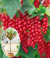 BALDUR Garten Johannisbeeren 'Rote Rovada', 1 Stamm, Ribes rubrum Johannisbeerstamm Beerenobst winterhart, mehrjährig, pflegeleicht, reiche Ernte an essbaren Früchten