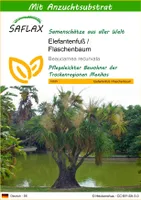 SAFLAX - Elefantenfuß / Flaschenbaum - 10 Samen - Mit keimfreiem Anzuchtsubstrat - Beaucarnea recurvata