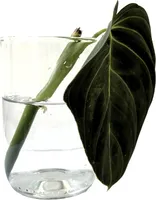 Gardners Philodendron Melanochrysum - odrezky na zakorenenie