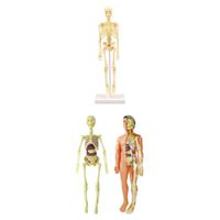 Anatomiemodell Längsschnitt von Lebensgroßen Menschliche Pathologie 