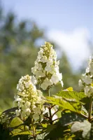 Hydrangea quercifolia 'Applause', Eichenblatthortensie, 40–60 cm