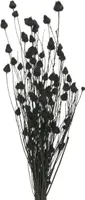 Schwarze Trockenblumen Trockendistel Deko Erdbeerdistel 100g für Trauergestecke