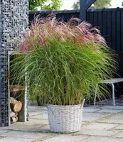 BALDUR Garten Miscanthus Red Cloud®, 1 Pflanze, Chinaschilf, Ziergras, winterhart bis -23° C, winterharte mehrjährige Staude, pflegeleicht, blühend, Miscanthus sinensis