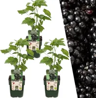 Brombeerenpflanzen3x - Ø 13 cm - ↨ 20 cm