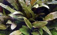 Aquarium Pflanze Cryptocoryne wendtii 'Tropica' AquaOne Nr.309E Wasserpflanzen