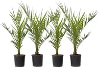 Daktylowiec kanaryjski - 4 szt - Phoenix canariensis - W50-60cm - ⌀15cm