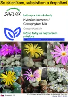 SAFLAX Kultivačný set - Kvitnúce kamene / Conophytum Mix - Conophytum Mix - 40 Semená - S mini skleníkom, pestovateľským substrátom a 2 črepníkmi