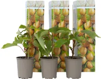 Aktinidie lahodná - 3 ks. - Actinidia deliciosa 'Jenny' - Výška 20-40cm - ⌀9cm